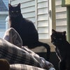 Photo 2: Azula & Matilda