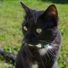 Photo 2: My cat