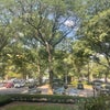 Photo 3: Beautiful park tree lined street