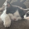 Photo 3: Willow 