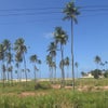 Photograph of Ricardo