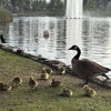 Photo 7: Echo Park Lake with Geese