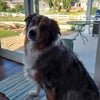 Photo 8: Aussie Dog belongs to one of the other roommates. Very friendly and quiet.