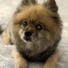 Photo 3: Enzo