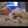 Photo 2: My dog Pebbles. 