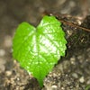 Photograph of Unique