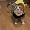 Photo 8: Honey 