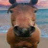 Photograph of Conan