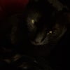 Photo 3: This is my cat, Dracula.