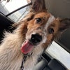 Photo 2: March: Very cuddly, kinda Goofy, LOVES the beach +grassfed beef, doesn't mind cats/dogs:)