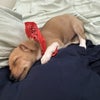 Photo 3: Lil Pepino: Foster Failure but so adorable, LOVES cats, fruit,+dogs, in that order:)