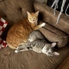 Photo 2: Noodle & soup snuggles