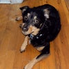 Photo 4: Hershey Dog