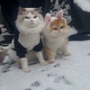 Photo 9: Koa (left) and Novie (right) - friendly and will not scratch any furniture :)