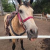 Photo 5: I used to be a horse wrangler 
