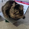 Photo 9: Comes with cat!