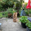 Photo 9: Shared garden right off kitchen.