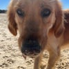 Photo 7: My other Golden