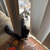 Photo 9: Our cat, Hades