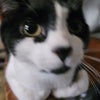Photograph of yorkiesoccerds00