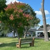 Photo 7: Beautiful landscaping