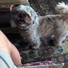 Photo 2: My doggie chewie