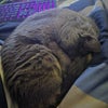 Photo 5: One of our cats being cute