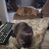 Photo 6: The cats hanging out