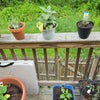 Photo 4: More of the back garden 