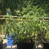Photo 3: Our tomato plants!