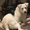 Photo 3: Jake and Sasha , rarely have any salesman maybe once a year food delivery normally steps away from t
