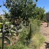 Photo 7: Backyard