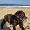 Photo 5: We love the beach