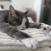 Photo 2: This lazy kitty of mine is Cosmo
