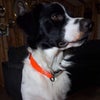 Photo 4: My beautiful baby Alpo Renegade