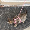 Photo 2: One of our pets