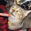 Photo 4: One of our pets