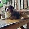 Photo 9: Louie, at Cafecito Organico