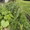 Photo 8: Our kitchen garden - flowers and food.