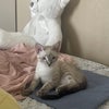 Photo 9: One of the cats !