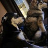 Photo 2: Pups