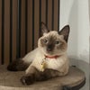 Photograph of Ashleigh