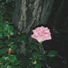 Photograph of Ayane