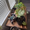 Photo 7: I like plants and cologne 