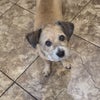 Photo 2: This is my (official, certified) ESA dog, Milo