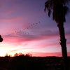 Photo 7: Geese returning to Bonsall