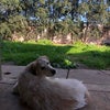 Photo 9: Trevor in backyard