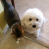 Photo 8: Maxie & Sophie
