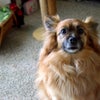 Photo 2: Milo, my dog!