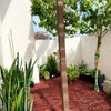 Photo 6: Patio